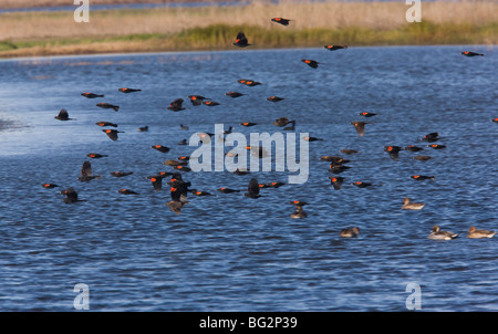 Gregge di rosso-winged Merli Agelaius phoeniceus, in volo sopra il lago, at Sacramento National Wildlife Reserve, California Foto Stock