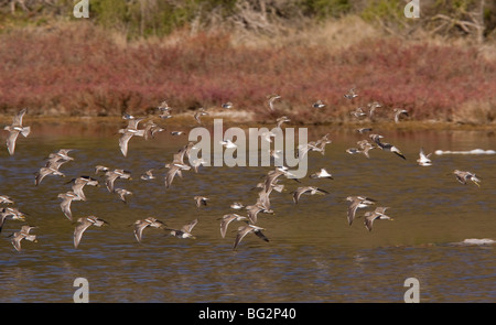 Gregge di lunga fatturati Dowitchers Limnodromus scolopaceus in volo, California, Stati Uniti Foto Stock