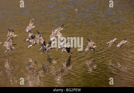 Gregge di lunga fatturati Dowitchers Limnodromus scolopaceus in volo, California, Stati Uniti Foto Stock