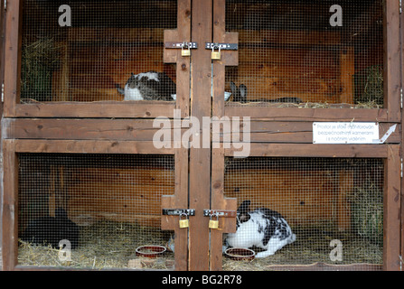 Coniglio Coniglio nel hutch Foto Stock