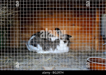 Coniglio Coniglio nel hutch Foto Stock