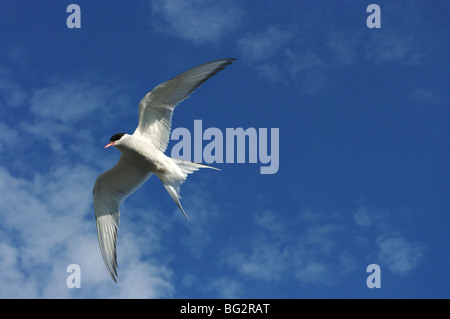 Arctic Tern (sterna paradisaes) mobbing visitando gli esseri umani vicino al suo nido, Longyearbyen, Svalbard, Norvegia Foto Stock