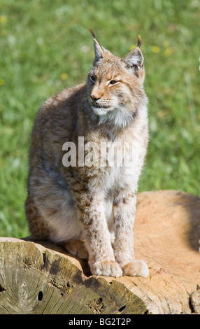 In via di estinzione bella lynx pardinus o lynx pardina aka lince iberica Foto Stock