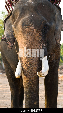 Gli elefanti che giocano a calcio in Surin Elephant roundup. Foto Stock