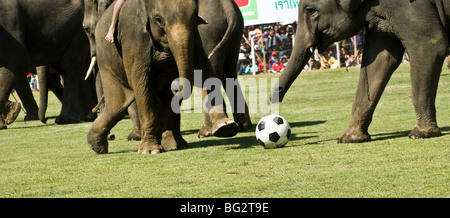 Gli elefanti che giocano a calcio in Surin Elephant roundup. Foto Stock