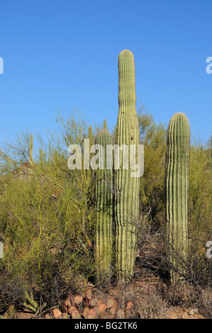 Un palo verde tree serve come un "infermiere impianto " per cactus Saguaro (Carnegiea gigantea) cresce in, Tucson, Arizona, Stati Uniti d'America Foto Stock