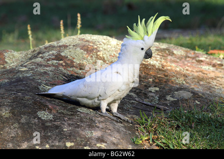 Zolfo crested cacatua in piedi su una roccia Foto Stock