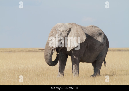 Elefante africano Loxodonta africana, singolo adulto Foto Stock