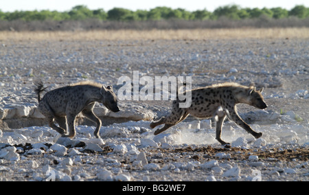 Avvistato hyaenas in un inseguimento Foto Stock