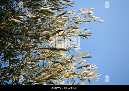 Olea europaea / Olive tree - close up di foglie contro il cielo blu Foto Stock