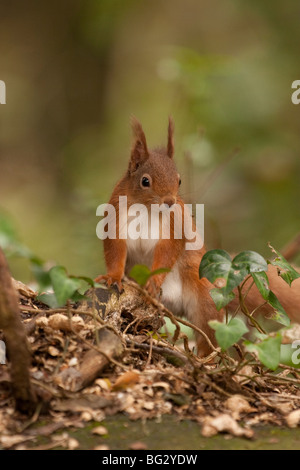 Red Squirrel si ferma per mangiare una nocciola a Middleton, Freshwater, Isola di Wight Foto Stock