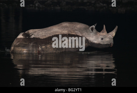 Il rinoceronte nero in un fiume di notte Foto Stock