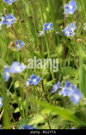 Wild Forgetmenot fiori (Myosotis arvense, Boraginaceae) cresce in prato in Inghilterra, Regno Unito Foto Stock