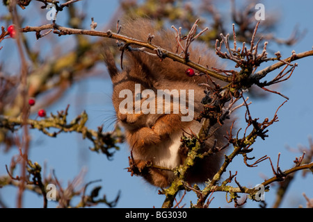 Red Squirrel si ferma per mangiare una nocciola a Middleton, Freshwater, Isola di Wight Foto Stock