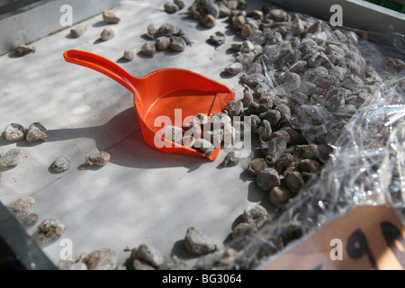 Ampio vassoio di fichi secchi per la vendita su un mercato spagnolo, arancio brillante scoop nel centro dell'immagine. San Pedro del Pinatar, Spagna Foto Stock