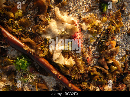 Alghe e detriti lasciati sulla spiaggia dopo una tempesta Foto Stock