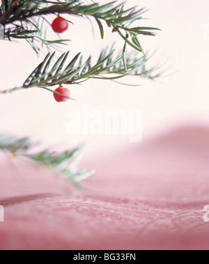 Decorazione di natale, Yew Tree branch Foto Stock