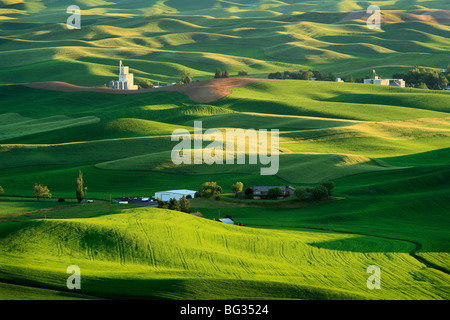 I campi agricoli da Steptoe Butte nella regione Palouse dello stato di Washington orientale Foto Stock