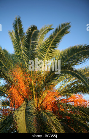 Phoenix dactylifera - corona di data Palm tree, fruttifero. Foto Stock