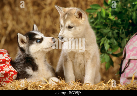 Husky cane - due cuccioli nella paglia Foto Stock