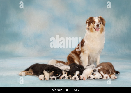 Australian Shepherd con cinque cuccioli Foto Stock