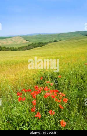 Crete Senesi, vicino a Asciano, in provincia di Siena, Toscana, Italia, Europa Foto Stock