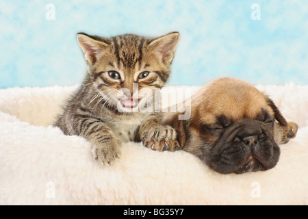 Bulldog francese - cucciolo con gattino domestico Foto Stock