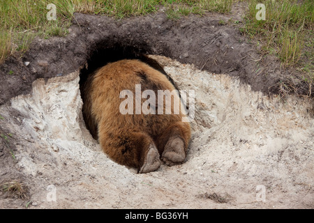 Eurasian l'orso bruno (Ursus arctos arctos) spunto nella sua den Foto Stock