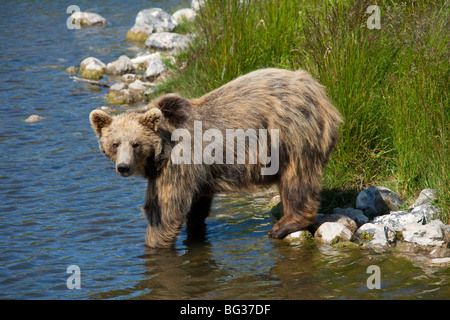 Eurasian Orso Bruno - in piedi sulla riva / Ursus arctos arctos Foto Stock