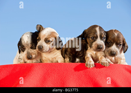 Jack Russell Terrier cane - cinque cuccioli Foto Stock