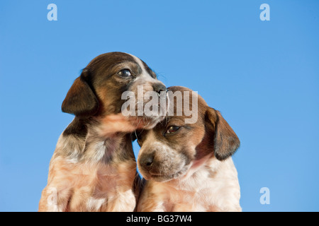 Jack Russell Terrier cane - due cuccioli Foto Stock