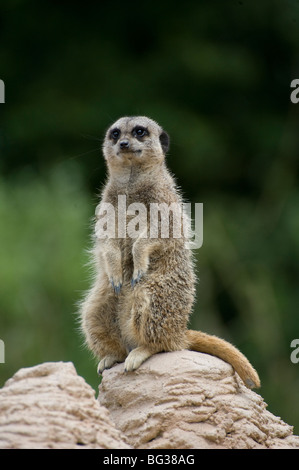 Lone meerkat seduto su di una roccia. Foto Stock
