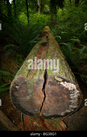 Vista da un sentiero attraverso Squak Mountain State Park, Washington Foto Stock