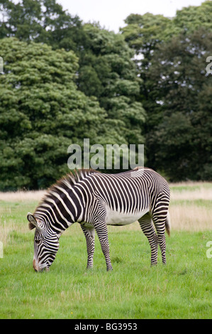 Zebra pascolano in cattività presso lo Zoo Whipsnade, Inghilterra Foto Stock