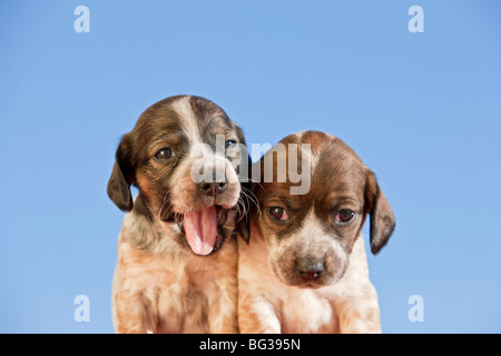 Jack Russell Terrier cane - due cuccioli Foto Stock