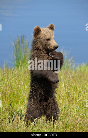 Giovani Eurasian Orso Bruno - in piedi sul prato / Ursus arctos arctos Foto Stock
