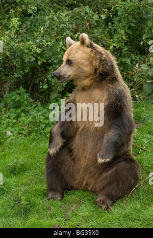 L'orso bruno (Ursus arctos), in cattività a Whipsnade Zoo, Inghilterra Foto Stock