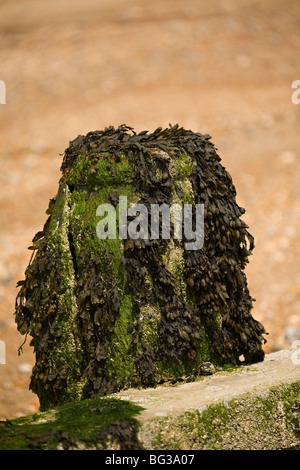 Groyne coperto di Fucus alga (Fucus vesiculosus,). Foto Stock