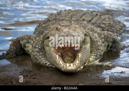 Coccodrillo del Nilo (Crocodylus niliticus) sulla riva del fiume di Mara con ganasce aperte, il Masai Mara riserva nazionale, Kenya, Africa orientale Foto Stock