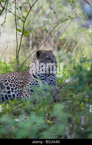 African leopard (Panthera pardus), il Masai Mara riserva nazionale, Kenya, Africa orientale, Africa Foto Stock