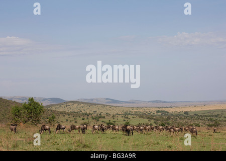 Allevamento di wildebeests (Connochaetes taurinus), il Masai Mara riserva nazionale, Kenya, Africa orientale, Africa Foto Stock