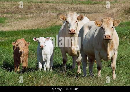 Bestiame Charolais. Mucche con grotte in piedi su un pascolo. Danimarca Foto Stock