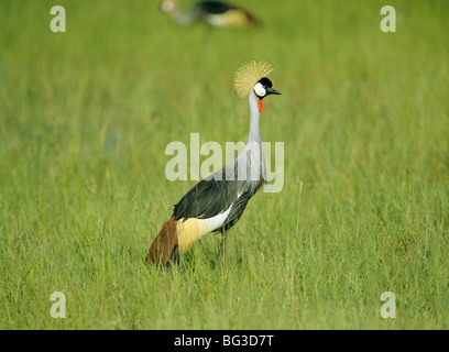 Nero Crowned Crane - in piedi sul prato / Balearica pavonina Foto Stock
