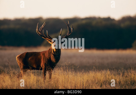 Cervo Rosso - in piedi sul prato / Cervus elaphus Foto Stock