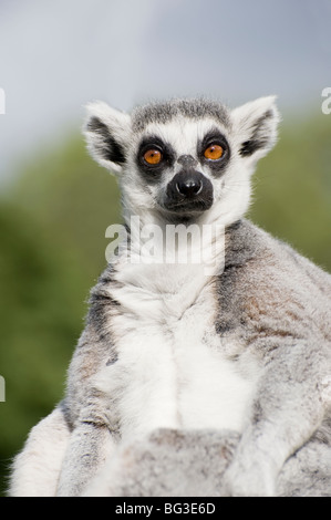 Anello-tailed Lemur in cattività a Whipsnade Zoo in Inghilterra Foto Stock