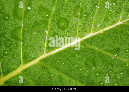 Scende su una foglia. Rugiada di mattina su vegetazione verde Foto Stock