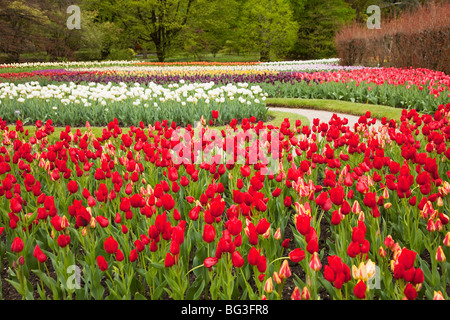 I giardini di Villa Taranto, Verbania, Lago Maggiore, Piemonte, Italia, Europa Foto Stock