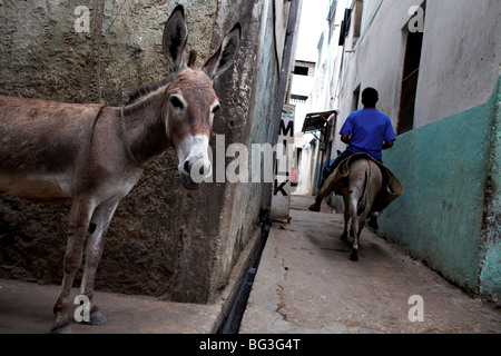 Le strette strade della città di Lamu, Lamu, Kenya, Africa orientale, Africa Foto Stock