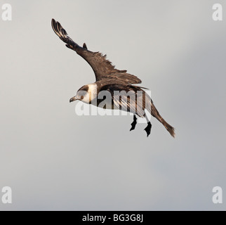 Pomarine skua o jaeger, Stercorarius pomarinus, una fase leggera uccello in volo, Gloucestershire, Regno Unito, dicembre 2009 Foto Stock