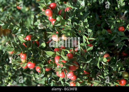 Ruscus Aculeatus Ruscaceae macellai di ginestra, London REGNO UNITO Foto Stock